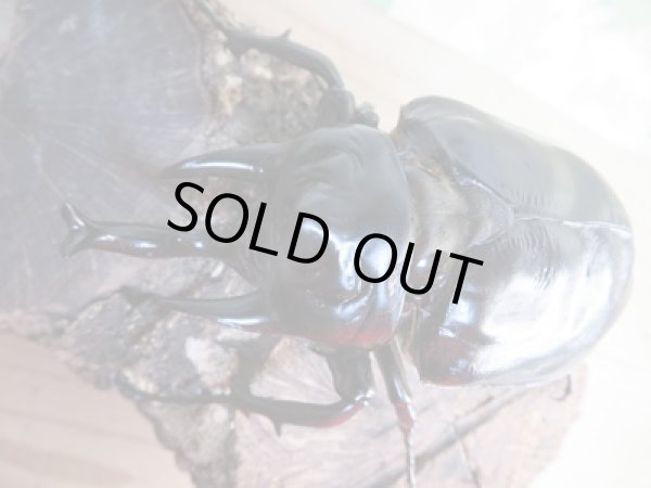 画像2: ☆新成虫☆レックスゾウカブト♂100ミリ♀67ミリペア販売!! (2)