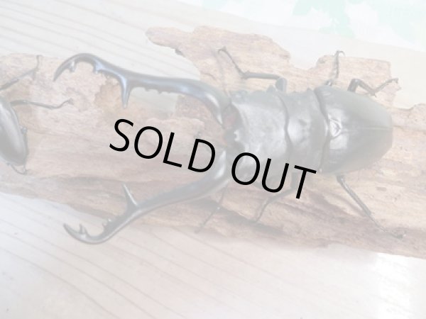 画像2: ☆大型新成虫☆ギラファノコギリクワガタ(亜種ケイスケ)♂107ミリ♀44ミリペア販売!! (2)