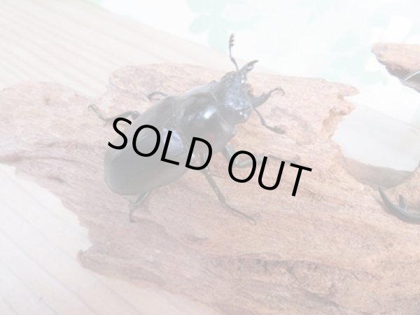 画像4: ☆大型新成虫☆ギラファノコギリクワガタ(亜種ケイスケ)♂109ミリ♀46ミリペア販売!! (4)