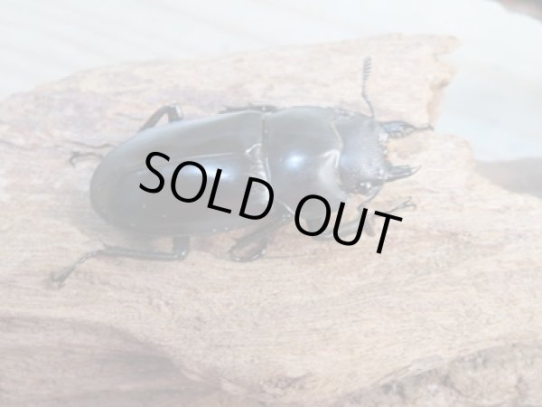 画像4: ☆大型新成虫☆フォルスターフタマタクワガタ(原名亜種)♂80ミリ♀41ミリペア販売!! (4)