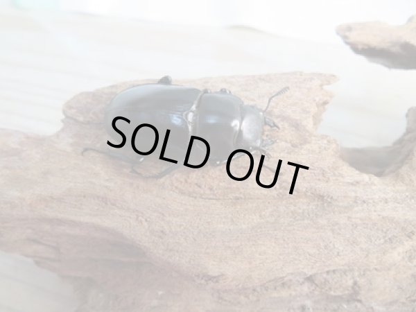 画像4: ☆新成虫☆フォルスターフタマタクワガタ(亜種キヨタミ)♂64ミリ♀41ミリペア販売!! (4)