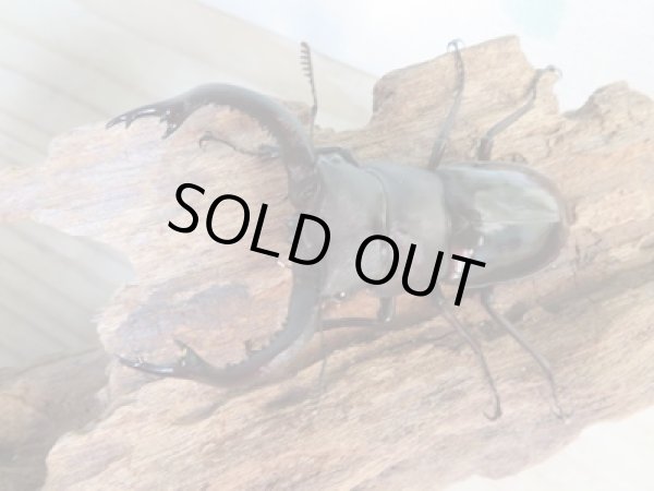 画像2: ☆新成虫☆フォルスターフタマタクワガタ(亜種キヨタミ)♂70ミリ♀41ミリペア販売!! (2)