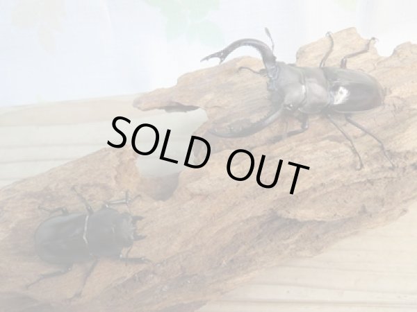 画像5: ☆新成虫☆フォルスターフタマタクワガタ(亜種キヨタミ)♂70ミリ♀41ミリペア販売!! (5)