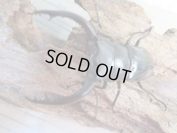 画像2: ☆新成虫☆フォルスターフタマタクワガタ(亜種キヨタミ)♂64ミリ♀41ミリペア販売!! (2)