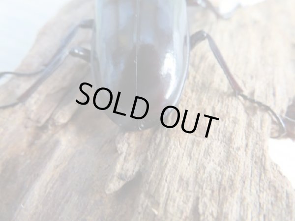 画像3: ☆新成虫☆フォルスターフタマタクワガタ(亜種キヨタミ)♂64ミリ♀41ミリペア販売!! (3)