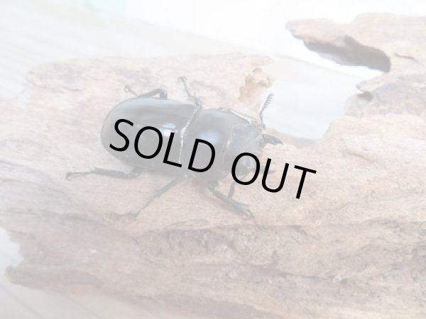 画像4: ☆新成虫☆フォルスターフタマタクワガタ(亜種キヨタミ)♂70ミリ♀41ミリペア販売!! (4)