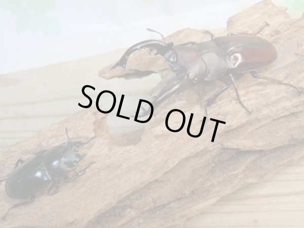 画像5: ☆大型新成虫☆フォルスターフタマタクワガタ(原名亜種)♂80ミリ♀41ミリペア販売!! (5)