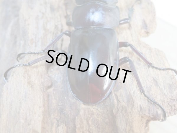 画像3: ☆新成虫☆フォルスターフタマタクワガタ(亜種キヨタミ)♂70ミリ♀41ミリペア販売!! (3)