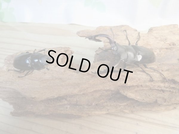 画像5: ☆新成虫☆フォルスターフタマタクワガタ(亜種キヨタミ)♂64ミリ♀41ミリペア販売!! (5)