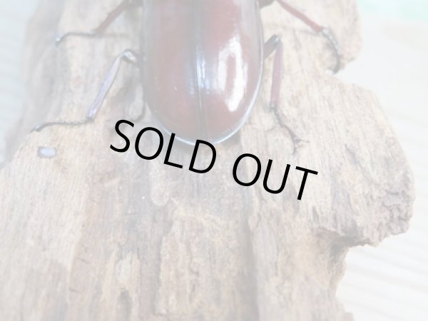 画像3: ☆大型新成虫☆フォルスターフタマタクワガタ(原名亜種)♂80ミリ♀41ミリペア販売!! (3)