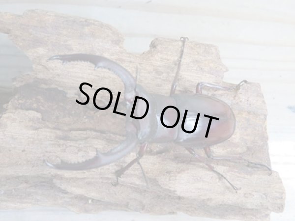 画像2: ☆新成虫☆マンディブラリスフタマタクワガタ(赤マンディ)♂74ミリ♀43ミリペア販売!! (2)