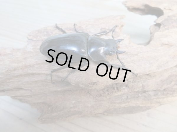 画像4: ☆新成虫☆ギラファノコギリクワガタ（亜種ダイスケ）♂90ミリ♀46ミリペア販売！！ (4)