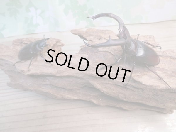 画像5: ☆新成虫☆マンディブラリスフタマタクワガタ(赤マンディ)♂79ミリ♀47ミリペア販売!! (5)