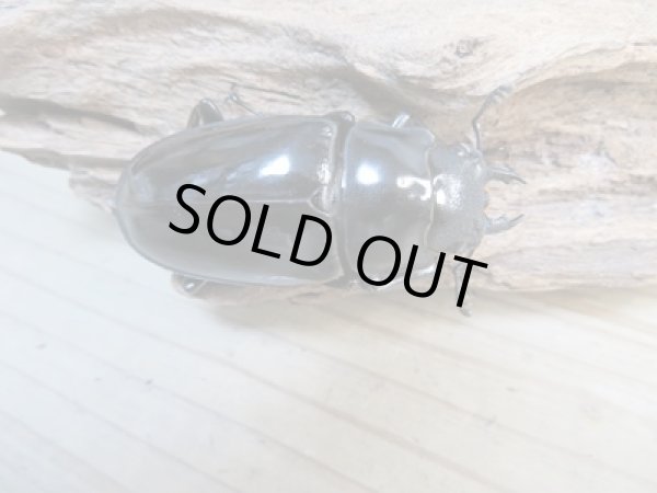 画像4: ☆新成虫☆ギラファノコギリクワガタ(亜種ダイスケ)♂104.5ミリ♀51ミリペア+♀49ミリトリオ計3頭販売!! (4)