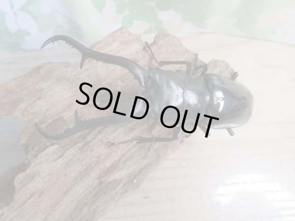 画像2: ☆新成虫☆ギラファノコギリクワガタ(亜種ダイスケ)♂104.5ミリ♀51ミリペア+♀49ミリトリオ計3頭販売!! (2)