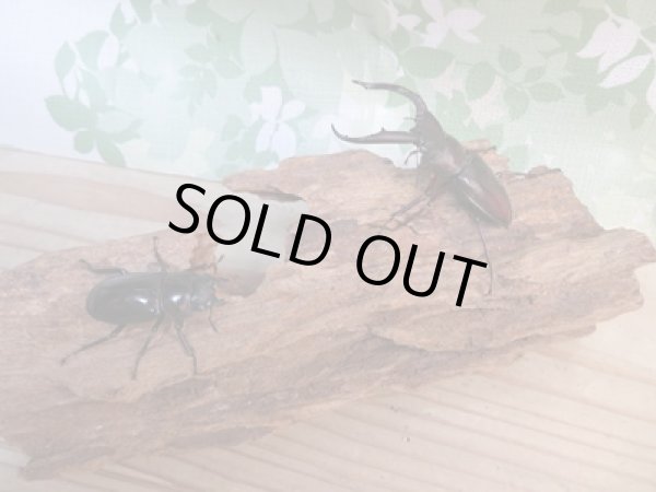 画像5: ☆新成虫☆マンディブラリスフタマタクワガタ(赤マンディ)♂70ミリ♀40ミリペア販売!! (5)
