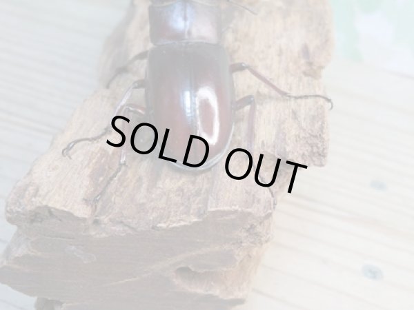 画像3: ☆新成虫☆マンディブラリスフタマタクワガタ(赤マンディ)♂74ミリ♀43ミリペア販売!! (3)