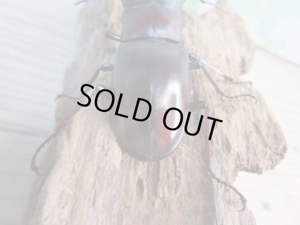 画像3: ☆新成虫☆マンディブラリスフタマタクワガタ(赤マンディ)♂77ミリ♀46ミリペア販売!! (3)