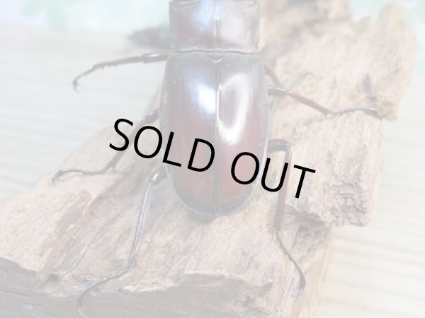 画像3: ☆新成虫☆マンディブラリスフタマタクワガタ(赤マンディ)♂70ミリ♀40ミリペア販売!! (3)