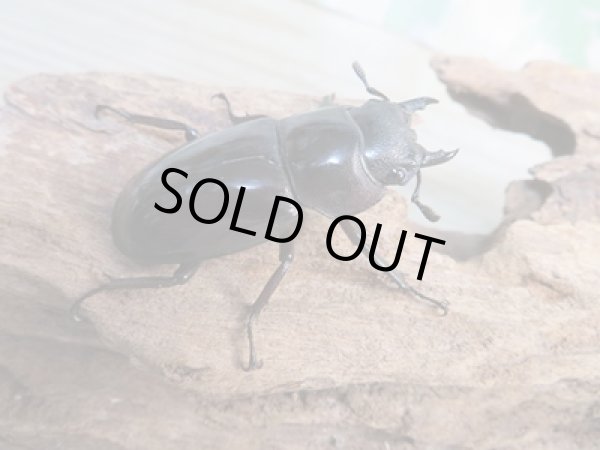 画像4: ☆新成虫☆マンディブラリスフタマタクワガタ(赤マンディ)♂79ミリ♀47ミリペア販売!! (4)