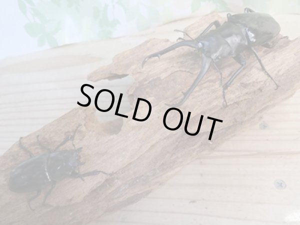 画像5: ☆新成虫☆ギラファノコギリクワガタ（亜種ダイスケ）♂90ミリ♀46ミリペア販売！！ (5)