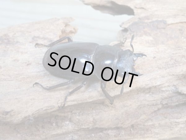 画像4: ☆新成虫☆マンディブラリスフタマタクワガタ(赤マンディ)♂74ミリ♀43ミリペア販売!! (4)