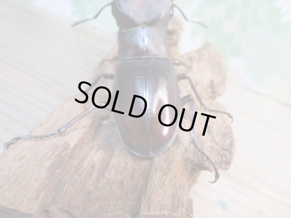 画像3: ☆新成虫☆マンディブラリスフタマタクワガタ(赤マンディ)♂79ミリ♀47ミリペア販売!! (3)