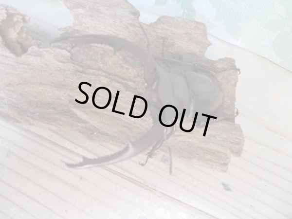 画像2: ☆新成虫☆マンディブラリスフタマタクワガタ(赤マンディ)♂77ミリ♀46ミリペア販売!! (2)