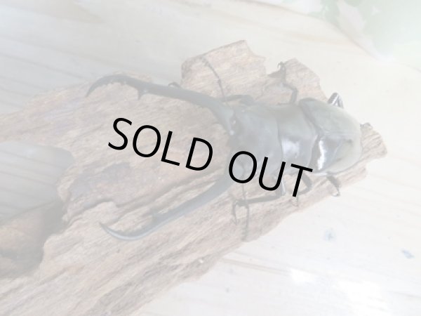画像2: ☆新成虫☆ギラファノコギリクワガタ（亜種ダイスケ）♂90ミリ♀46ミリペア販売！！ (2)