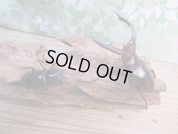 画像5: ☆新成虫☆マンディブラリスフタマタクワガタ(赤マンディ)♂77ミリ♀46ミリペア販売!! (5)