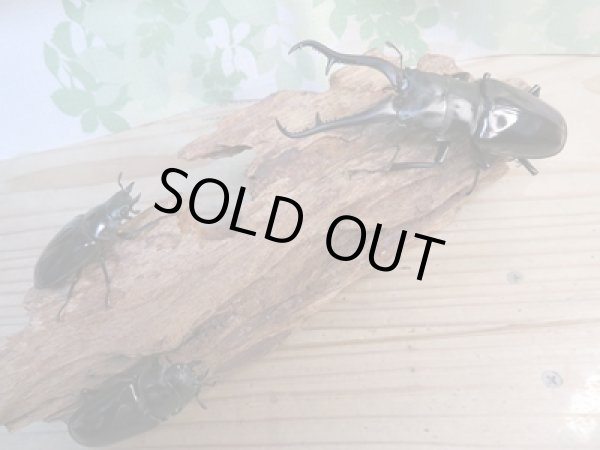 画像6: ☆新成虫☆ギラファノコギリクワガタ(亜種ダイスケ)♂104.5ミリ♀51ミリペア+♀49ミリトリオ計3頭販売!! (6)