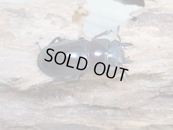 画像4: ☆新成虫☆マンディブラリスフタマタクワガタ(赤マンディ)♂70ミリ♀40ミリペア販売!! (4)