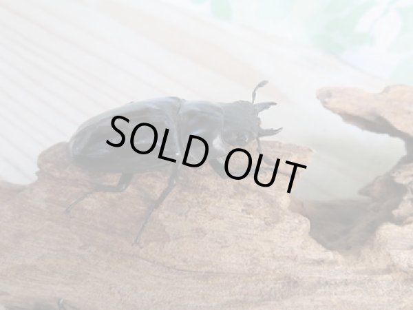 画像5: ☆新成虫☆ギラファノコギリクワガタ(亜種ダイスケ)♂104.5ミリ♀51ミリペア+♀49ミリトリオ計3頭販売!! (5)