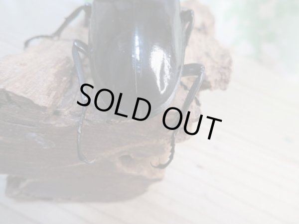 画像3: ☆新成虫☆ギラファノコギリクワガタ（亜種ダイスケ）♂90ミリ♀46ミリペア販売！！ (3)