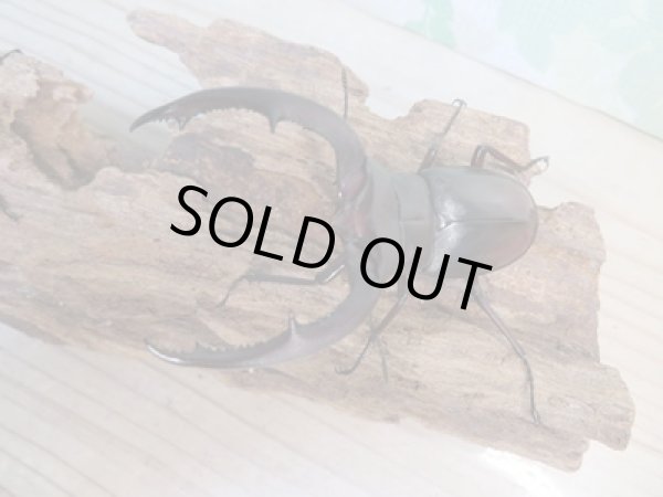 画像2: ☆新成虫☆マンディブラリスフタマタクワガタ(赤マンディ)♂79ミリ♀47ミリペア販売!! (2)