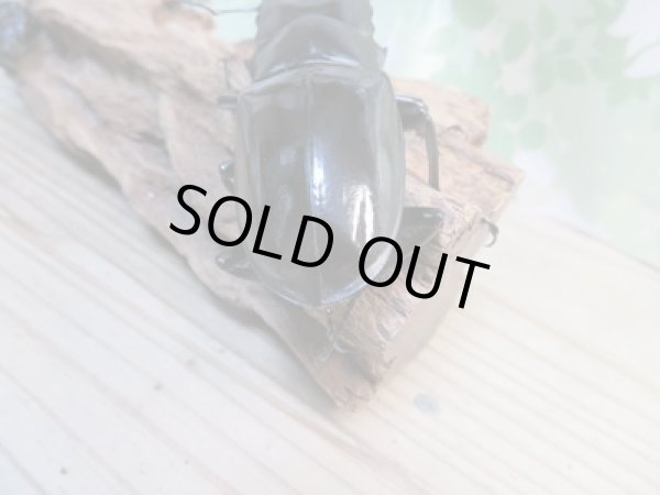 画像3: ☆新成虫☆ギラファノコギリクワガタ(亜種ダイスケ)♂104.5ミリ♀51ミリペア+♀49ミリトリオ計3頭販売!! (3)