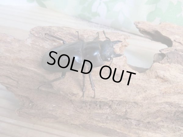 画像4: ☆新成虫☆マンディブラリスフタマタクワガタ(赤マンディ)♂77ミリ♀46ミリペア販売!! (4)