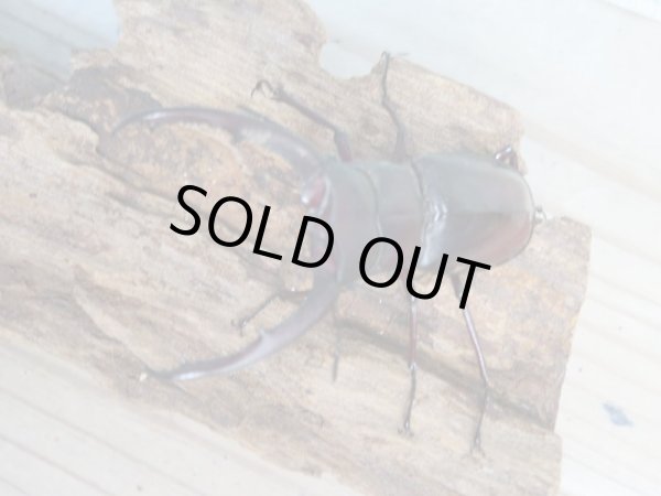 画像2: ☆新成虫☆マンディブラリスフタマタクワガタ(赤マンディ)♂70ミリ♀40ミリペア販売!! (2)