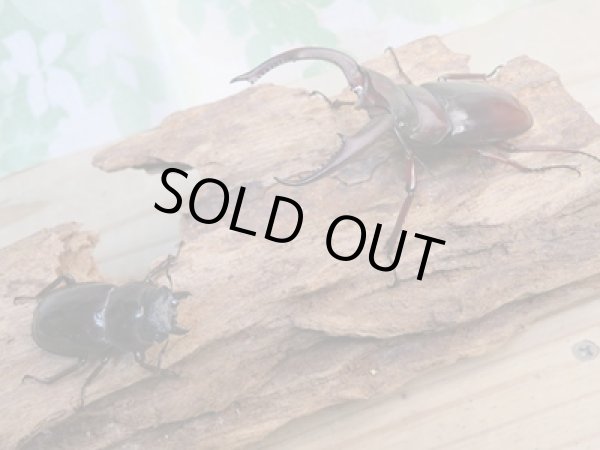 画像5: ☆新成虫☆マンディブラリスフタマタクワガタ(赤マンディ)♂74ミリ♀43ミリペア販売!! (5)