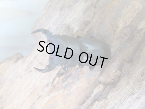 画像2: ★稀少人気種★ラティオキナティブスコクワガタ♂33.5ミリ♀29.5ミリペア販売!! (2)