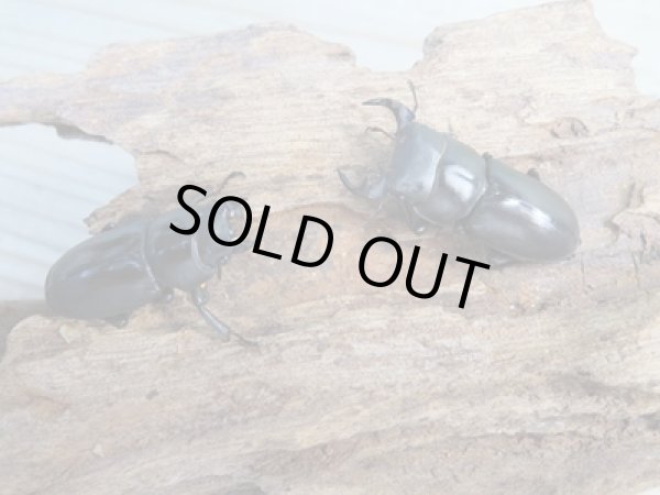 画像5: ★稀少人気種★ラティオキナティブスコクワガタ♂33.5ミリ♀29.5ミリペア販売!! (5)