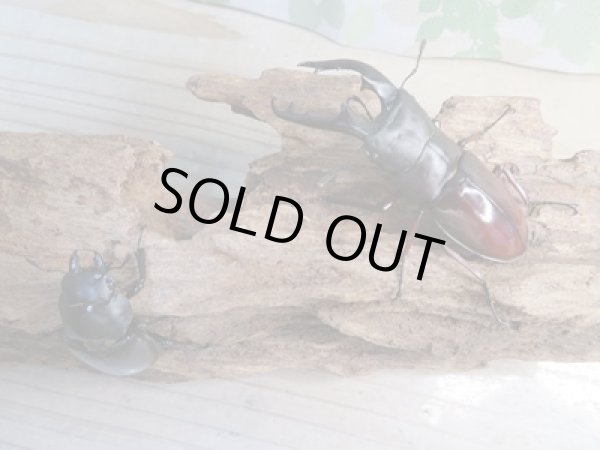 画像5: ☆新成虫☆ボーリンフタマタクワガタ（亜種バミノルム）♂75ミリ♀44ミリペア販売！！ (5)