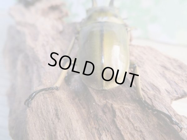 画像3: ☆美麗新成虫☆ババオウゴンオニクワガタ♂66ミリ♀46ミリペア販売!! (3)