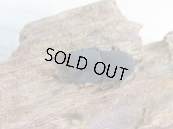 画像2: 稀少種☆WF2☆ロトゥンダトスツヤケシクワガタ（ナンベイオオクワ）♂19.7ミリ♀14.1ミリペア販売！！ (2)