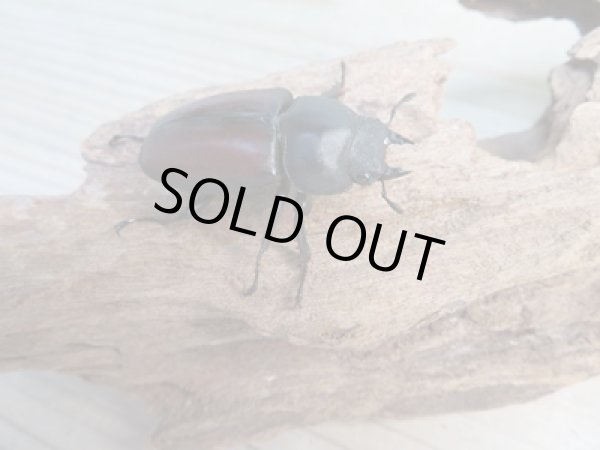 画像4: ☆新成虫☆ドンキエールコクワガタ(赤ドンキ)♂60ミリ♀41ミリペア販売!! (4)