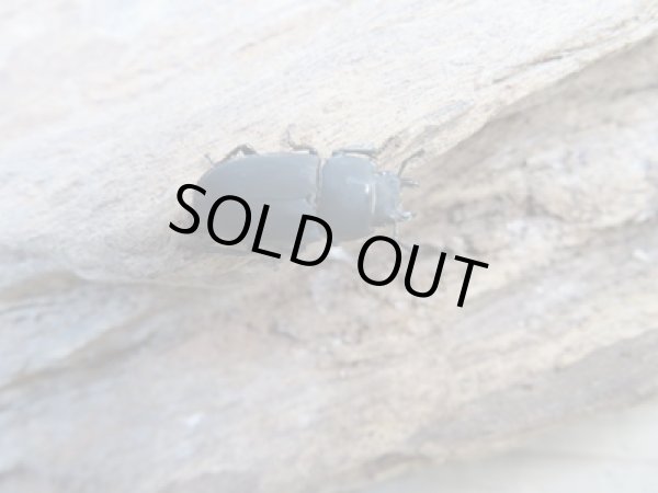 画像4: 稀少種☆WF2☆ロトゥンダトスツヤケシクワガタ（ナンベイオオクワ）♂19.7ミリ♀14.1ミリペア販売！！ (4)