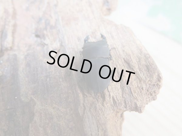 画像3: 稀少種☆WF2☆ロトゥンダトスツヤケシクワガタ（ナンベイオオクワ）♂19.7ミリ♀14.1ミリペア販売！！ (3)