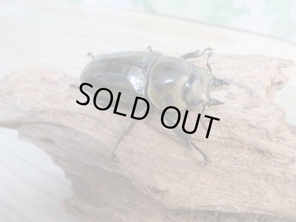 画像4: ☆美麗新成虫☆ババオウゴンオニクワガタ♂66ミリ♀46ミリペア販売!! (4)