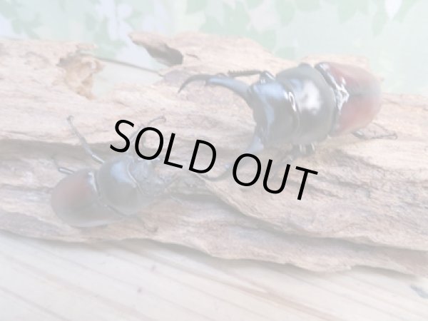 画像5: ☆新成虫☆ドンキエールコクワガタ(赤ドンキ)♂60ミリ♀41ミリペア販売!! (5)