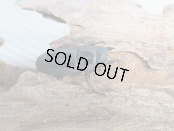 画像4: ★稀少人気種★ラティオキナティブスコクワガタ♂33.5ミリ♀29.5ミリペア販売!! (4)